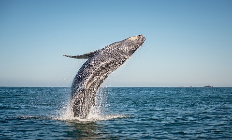 Whale Watching Seasson in Puerto Vallarta
