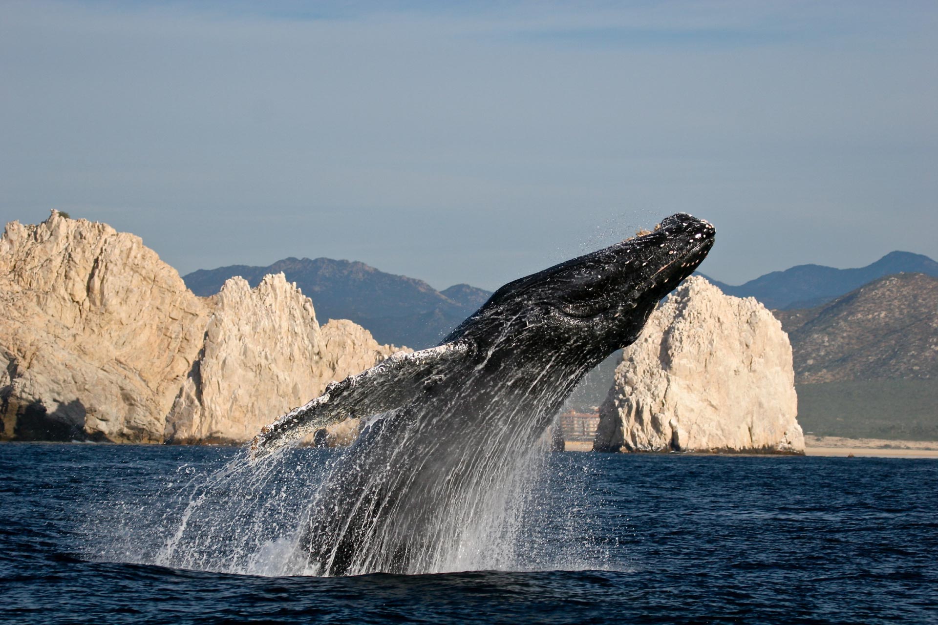Avistamiento de ballenas en Los Cabos Baja California Sur, Mexico