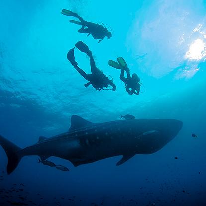 swimming with whale sharks